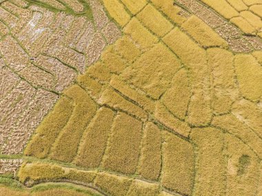 Pirinç tarlalarının havadan görünümü Tha kırsalında pirinç tarlasının yüksek açısı