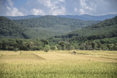 yeşil pirinç plantasyon ile güzellik dağ görünümü