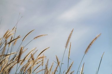 bahar ya da yaz bana çim ile doğa arka plan