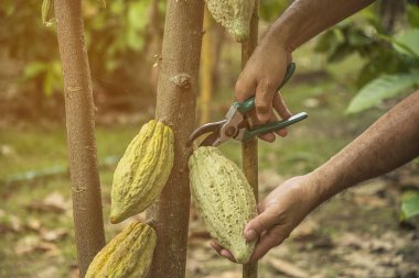 Meyveli kakao ağacı. Sarı ve yeşil Kakao bakla büyümek 