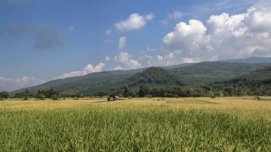 yeşil pirinç plantasyon ile güzellik dağ görünümü