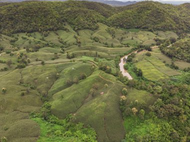 Tayland Dağ'da Mısır sanayi.