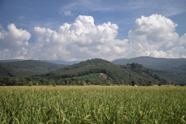 yeşil pirinç plantasyon ile güzellik dağ görünümü