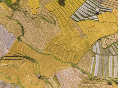 Pirinç tarlalarının havadan görünümü Tha kırsalında pirinç tarlasının yüksek açısı