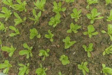 Sağlıklı için arsalar organik sebze, yeşil salata kase marul 