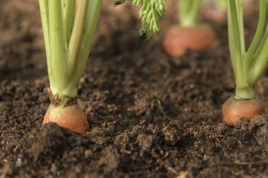 Havuç sebze toprak organik backgro bahçede yetişir