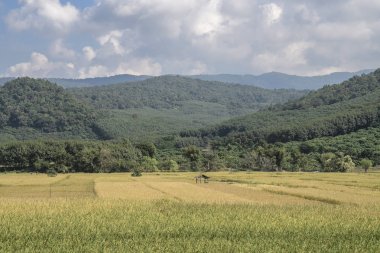 yeşil pirinç plantasyon ile güzellik dağ görünümü