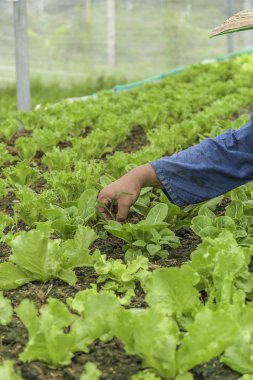 Sağlıklı için arsalar organik sebze, yeşil salata kase marul 