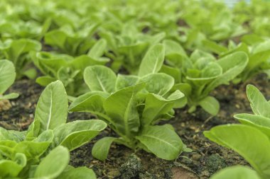 Sağlıklı için arsalar organik sebze, yeşil salata kase marul 