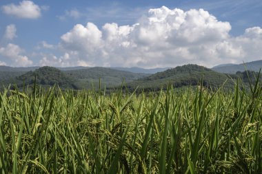 yeşil pirinç plantasyon ile güzellik dağ görünümü