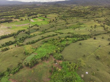 Tayland Dağ'da Mısır sanayi.
