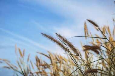 bahar ya da yaz bana çim ile doğa arka plan