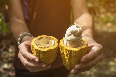 Cacao fruit, Fresh cocoa pod in hands,  clipart