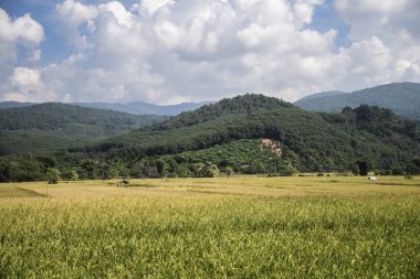 yeşil pirinç plantasyon ile güzellik dağ görünümü
