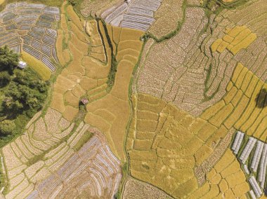 Pirinç tarlalarının havadan görünümü Tha kırsalında pirinç tarlasının yüksek açısı