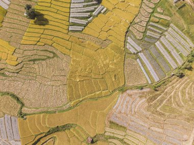 Pirinç tarlalarının havadan görünümü Tha kırsalında pirinç tarlasının yüksek açısı