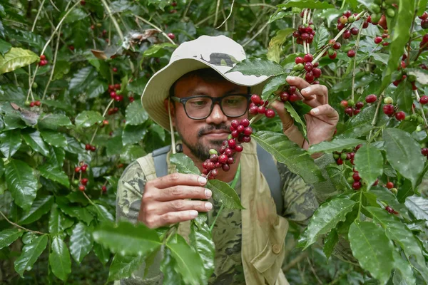 Coffee Farmer Picking Ripe Cherry Beans — Stock Photo, Image