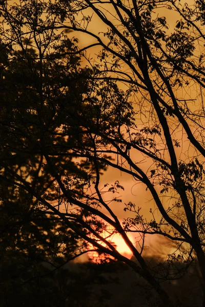 La silueta de las ramas al atardecer — Foto de Stock