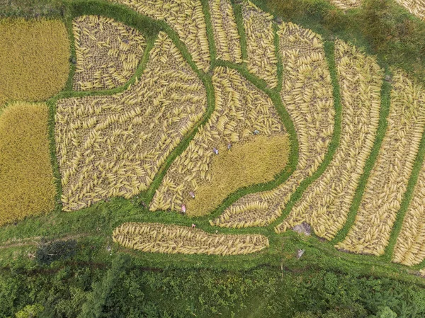 Vista aérea dos campos de arroz Ângulo elevado do campo de arroz no rural Tha — Fotografia de Stock