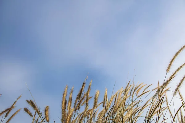 春季或夏季抽象的自然背景与在我草 — 图库照片