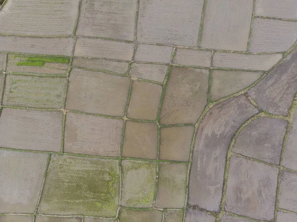 Los agricultores están plantando campo de arroz, vista superior, foto aérea — Foto de Stock