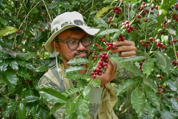 coffee farmer picking ripe cherry beans