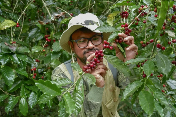 coffee farmer picking ripe cherry beans