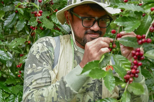 Cafetero Recogiendo Granos Cereza Maduros — Foto de Stock