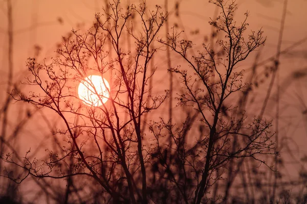 La silueta de las ramas al atardecer — Foto de Stock