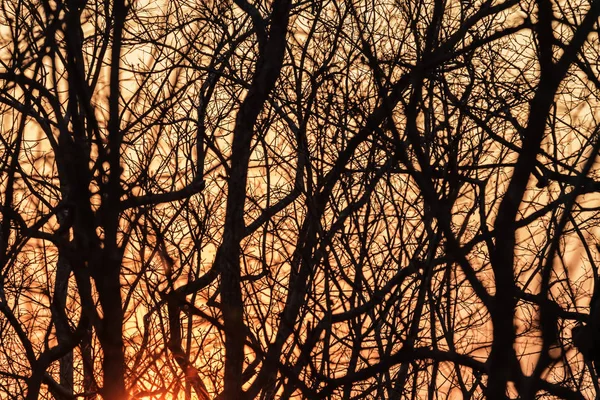 日落时分树枝的剪影 — 图库照片