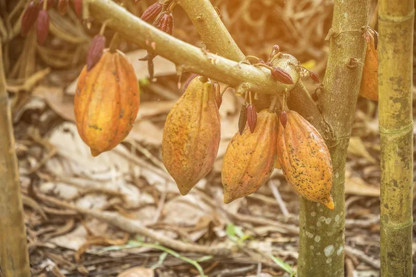 The cocoa tree with fruits. Yellow and green Cocoa pods grow on