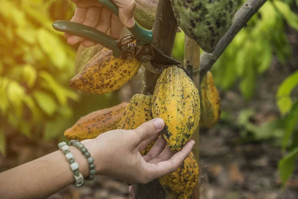 The cocoa tree with fruits. Yellow and green Cocoa pods grow on