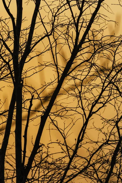 La silueta de las ramas al atardecer — Foto de Stock