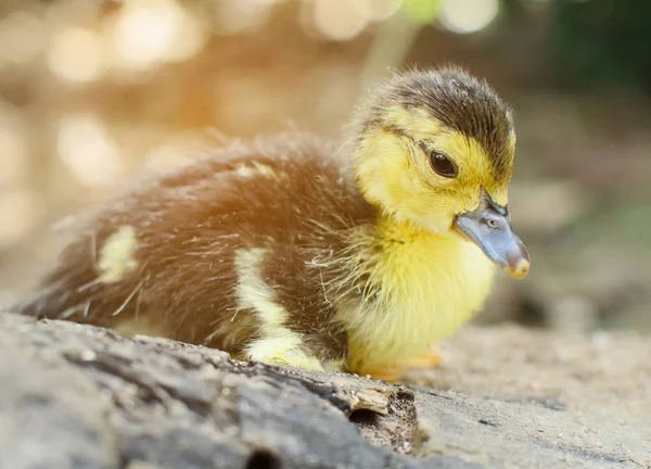 Canard nouveau-né — Photo