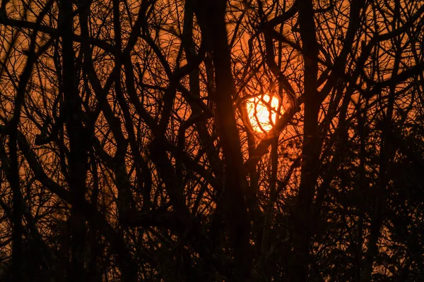 A silhueta dos ramos ao pôr-do-sol — Fotografia de Stock