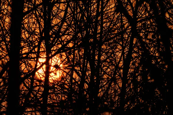 日落时分树枝的剪影 — 图库照片