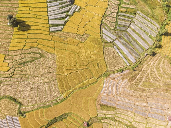 Vista aérea dos campos de arroz Ângulo elevado do campo de arroz no rural Tha — Fotografia de Stock