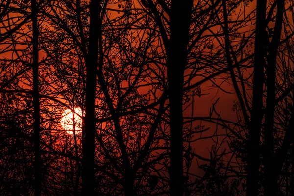 Silueta ramurilor la apusul soarelui — Fotografie, imagine de stoc