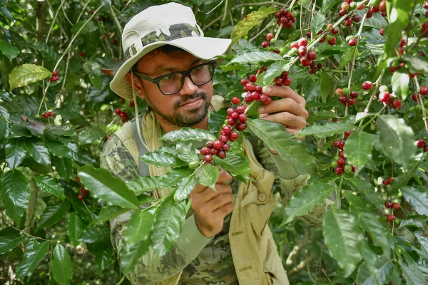 coffee farmer picking ripe cherry beans