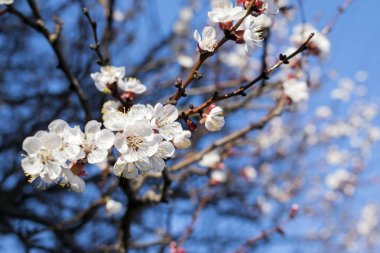 Mavi gökyüzü, arka plan karşı çiçekli bahar ağaçlarının dalları