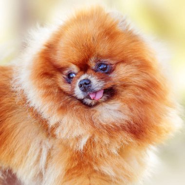 Pomeranian portrett