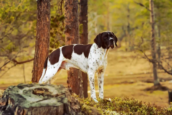 Cão inglês ponteiro — Fotografia de Stock