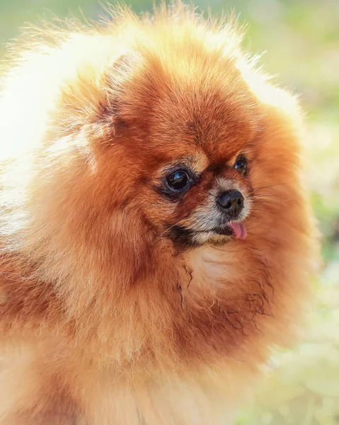 Roztomilý Malý Pomeranian Portrét Psa — Stock fotografie