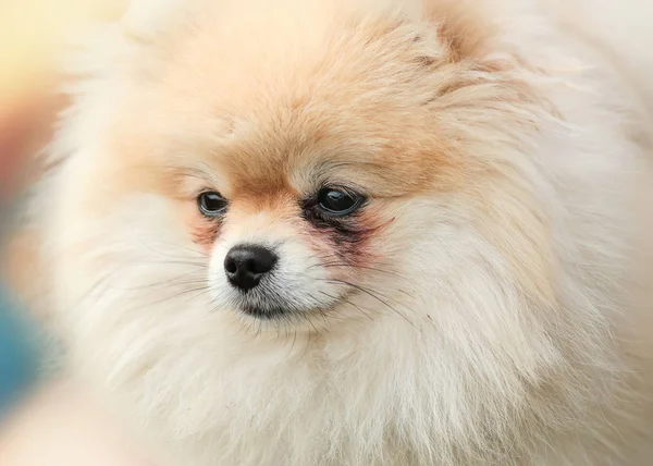 Roztomilý Malý Pomeranian Portrét Psa — Stock fotografie