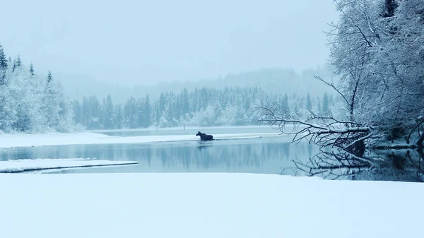 Moose on the lake — Stock Photo, Image