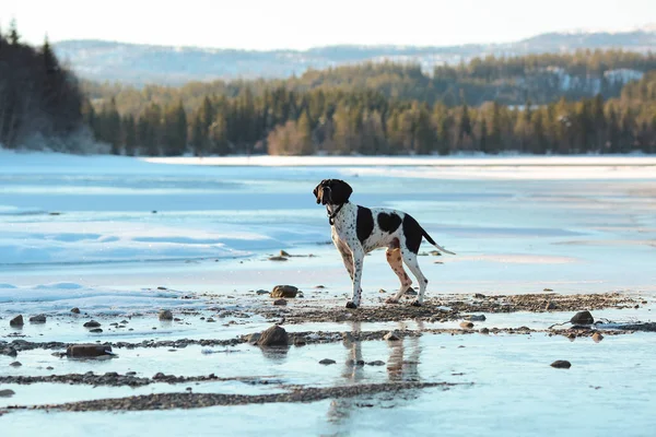 Cane puntatore inglese — Foto Stock