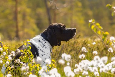 Köpek İngilizce işaretçi 