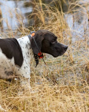 Köpek İngilizce işaretçi 