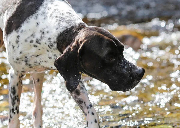 Kutya angol mutató a vízben — Stock Fotó