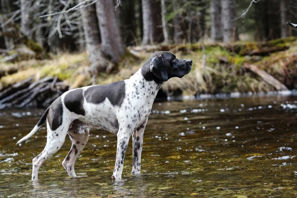 Köpek İngilizce işaretçi 